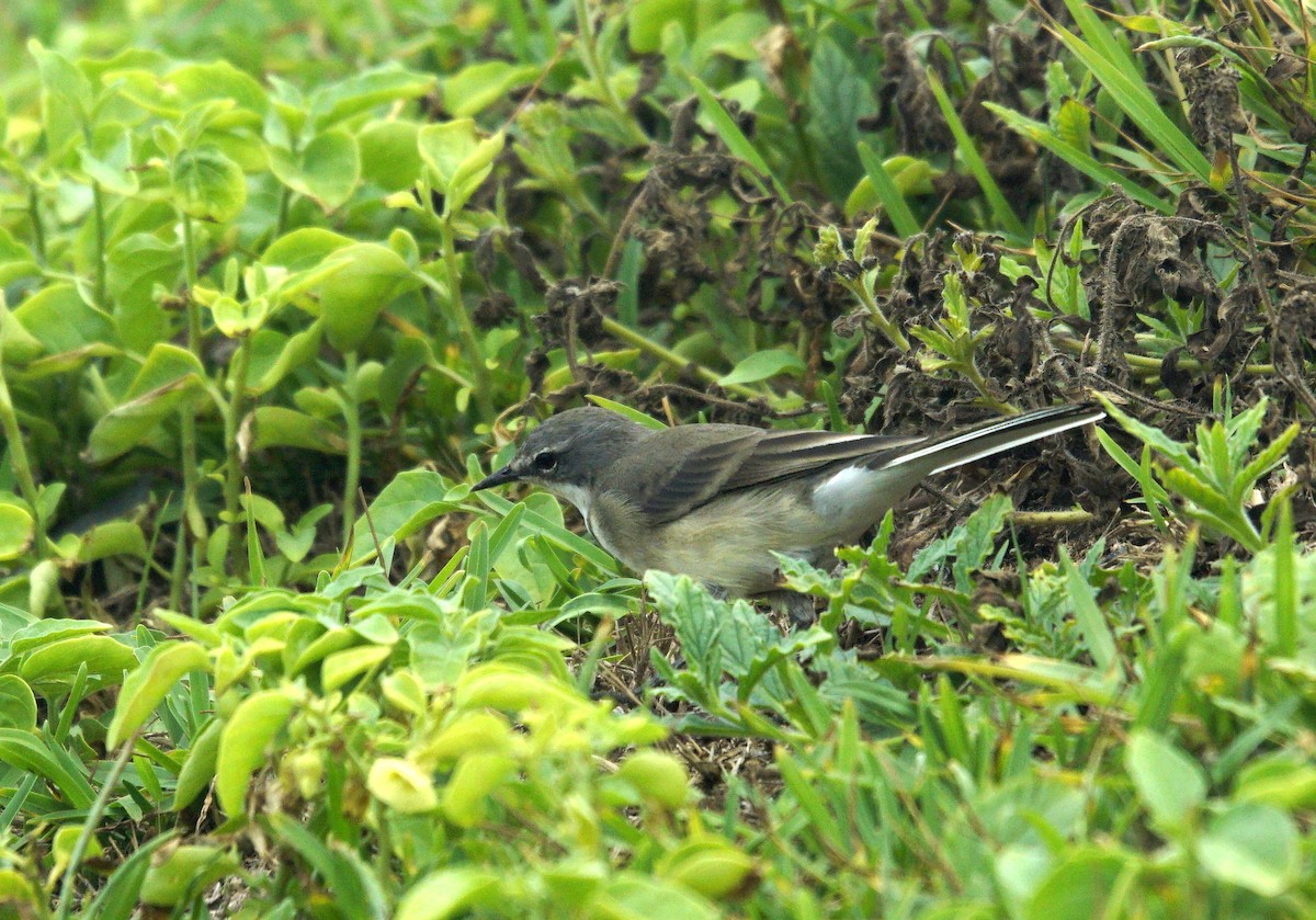 Cape Wagtail - ML618912283