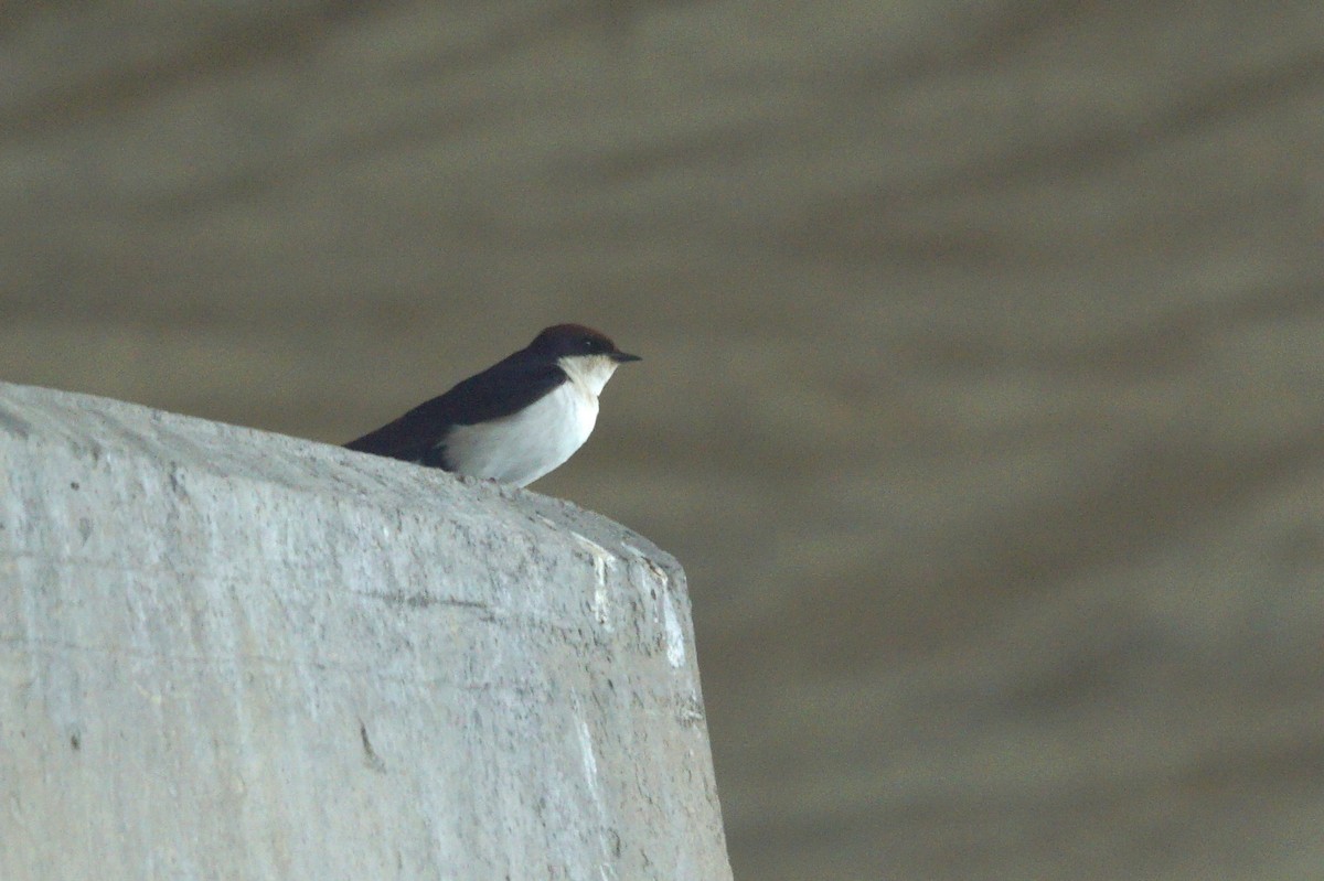 White-throated Swallow - ML618912301