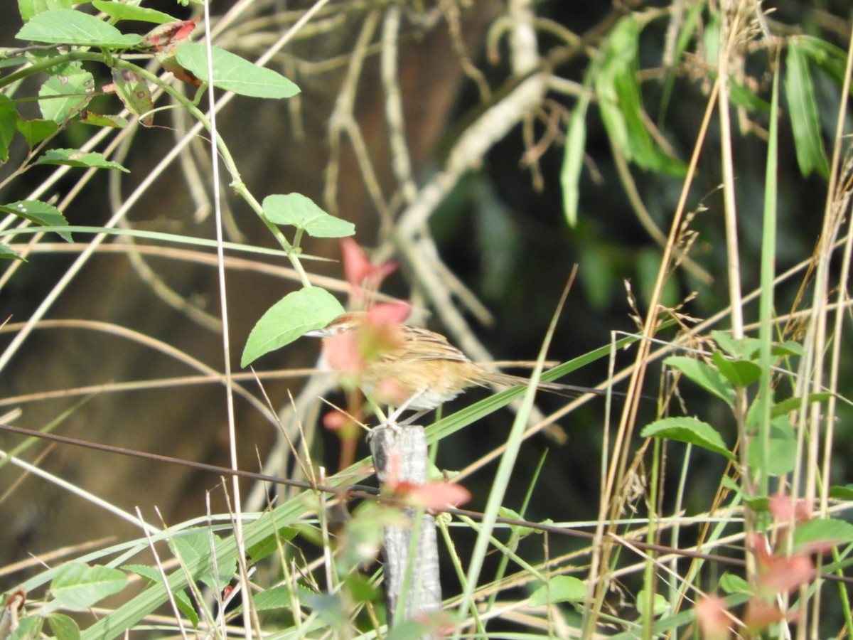 Chotoy Spinetail - ML618912321