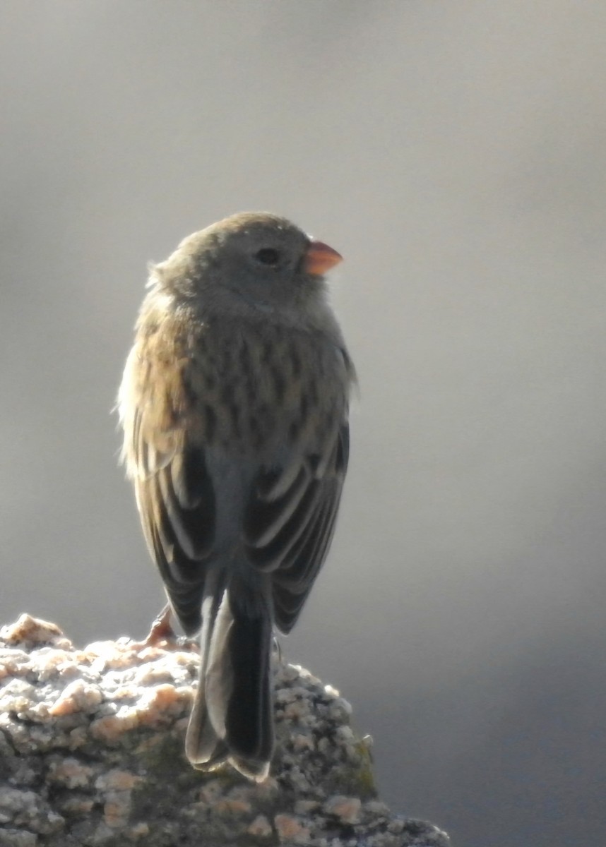 Plain-colored Seedeater - ML618912333
