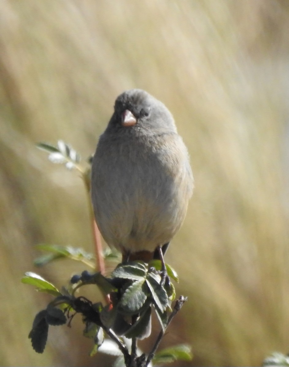 Plain-colored Seedeater - ML618912334