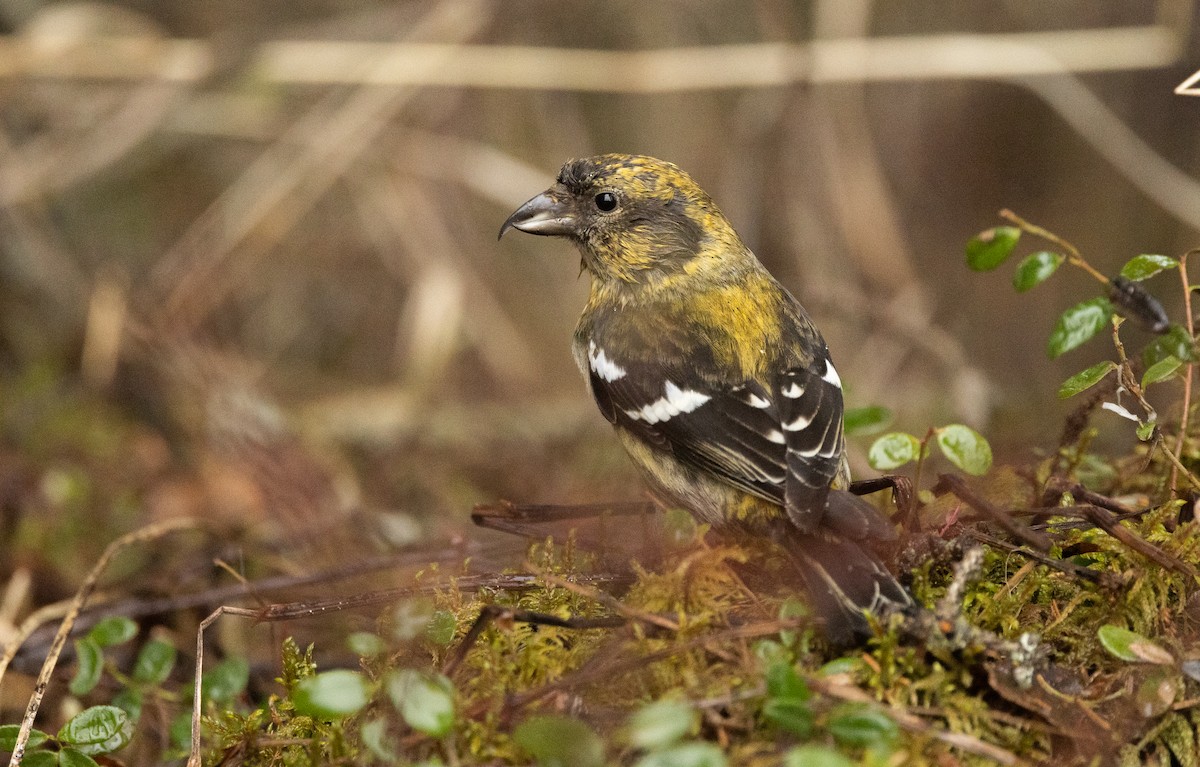 White-winged Crossbill - Nick Ramsey