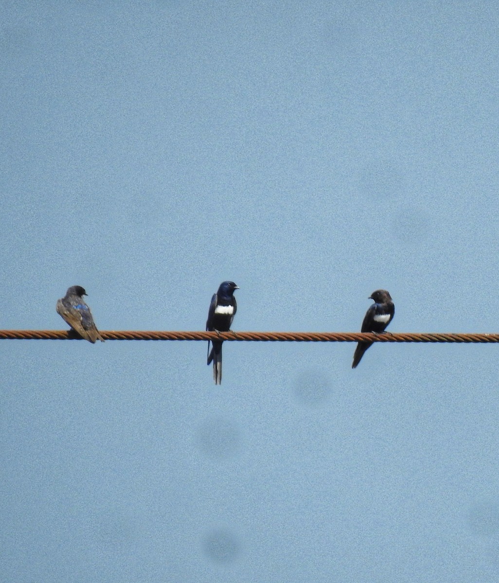 White-banded Swallow - ML618912373