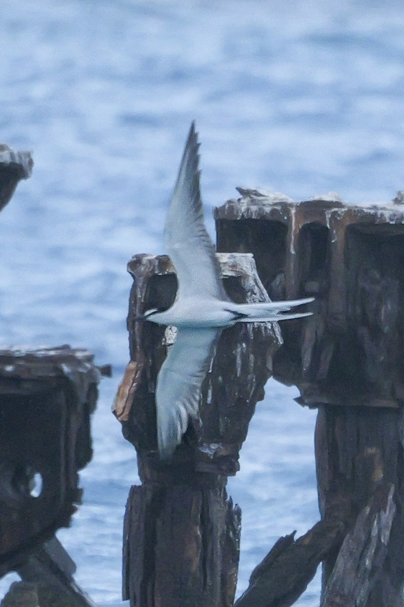Bridled Tern - Roger Horn