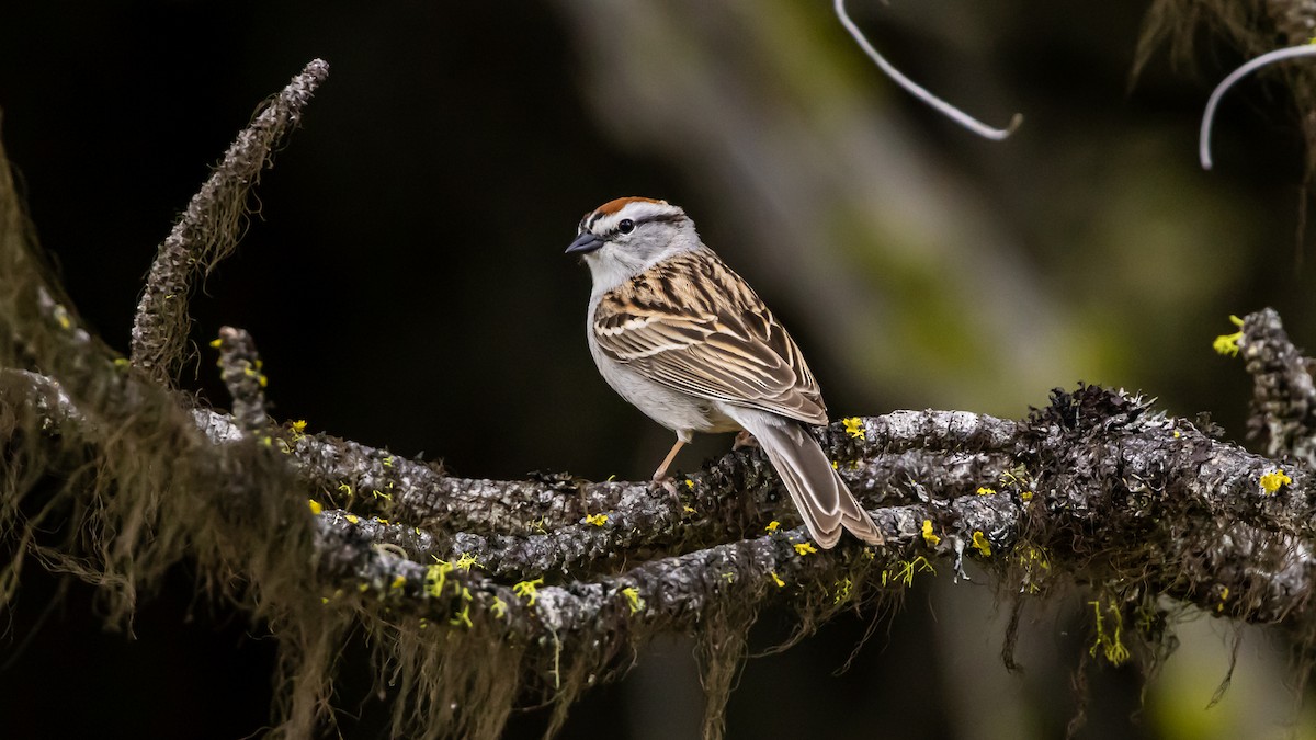 Chipping Sparrow - ML618912470