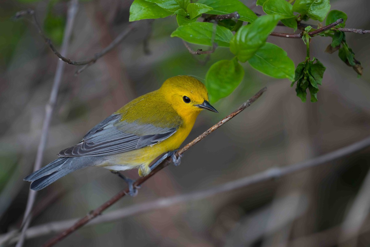 Prothonotary Warbler - ML618912504