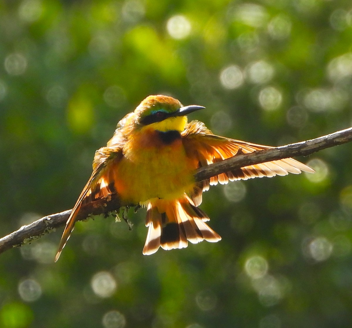 Little Bee-eater - ML618912546