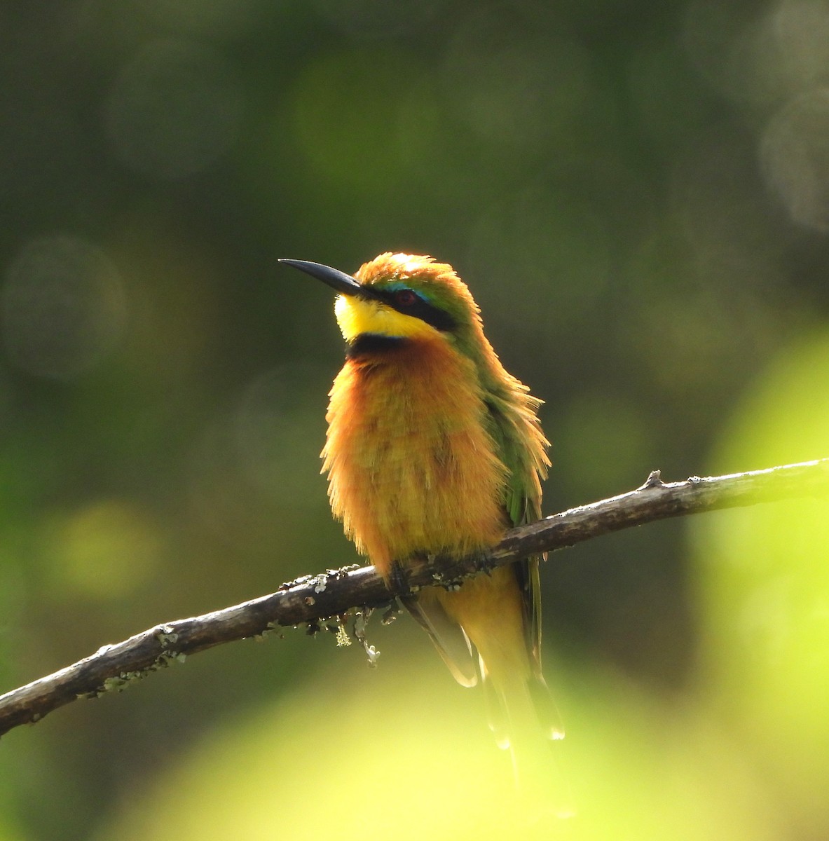 Little Bee-eater - ML618912547