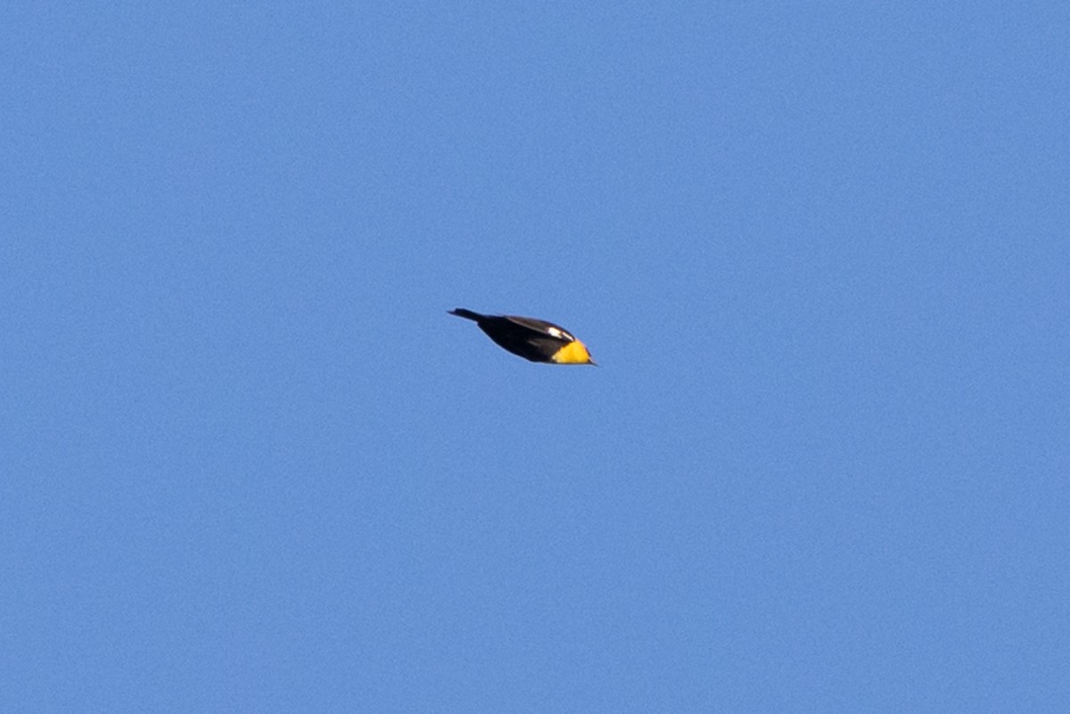 Yellow-headed Blackbird - ML618912558