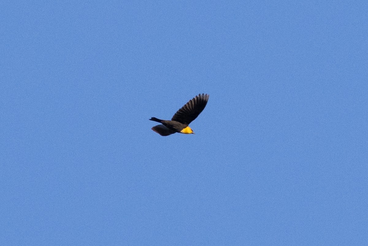 Yellow-headed Blackbird - ML618912559