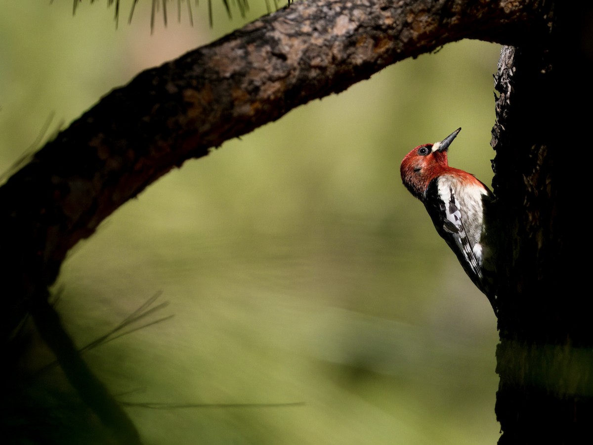 Red-breasted Sapsucker - Bobby Wilcox