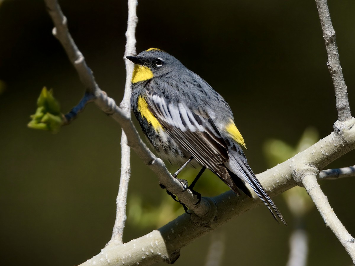 Yellow-rumped Warbler (Audubon's) - ML618912578