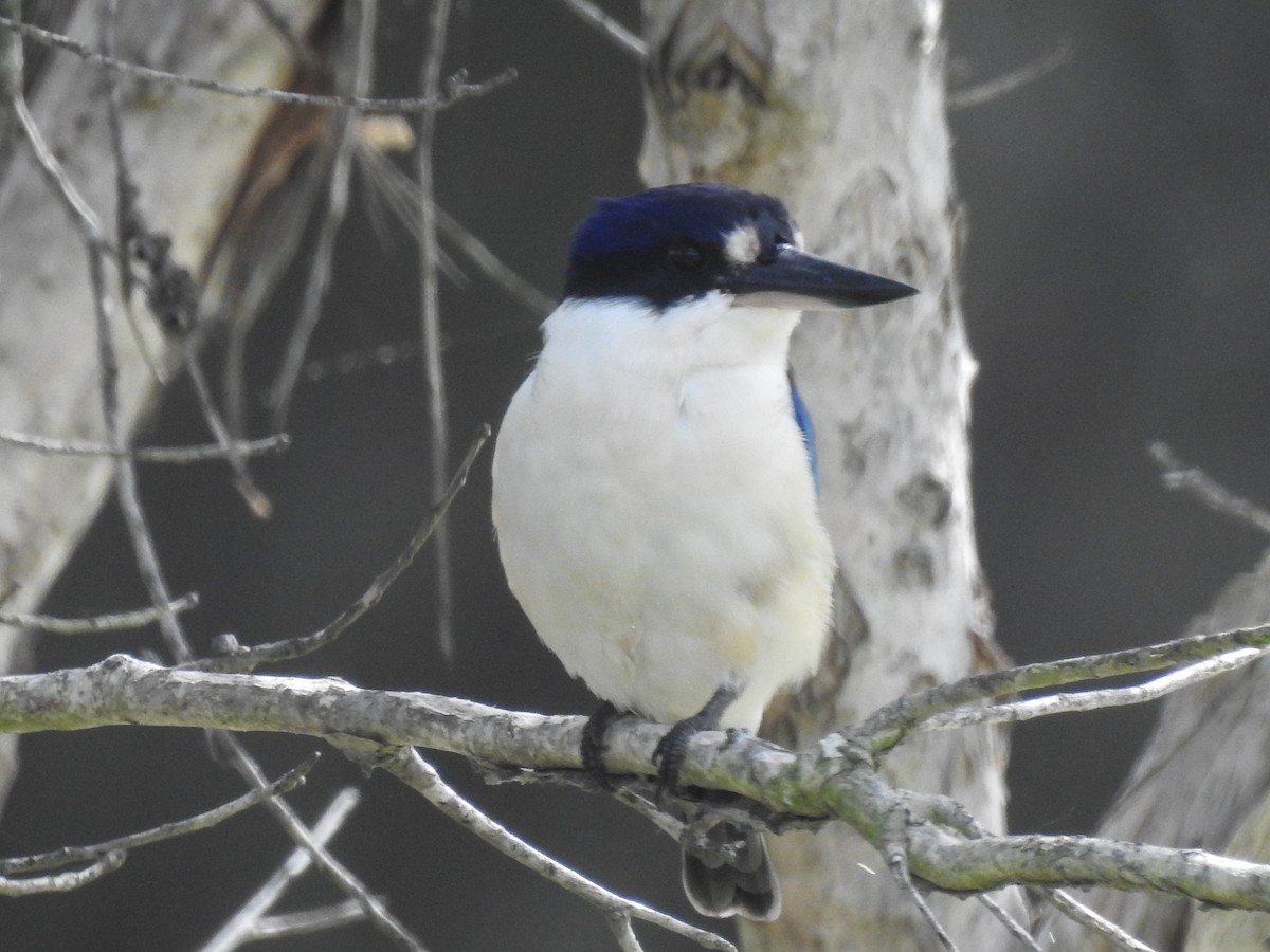 Forest Kingfisher - ML618912603