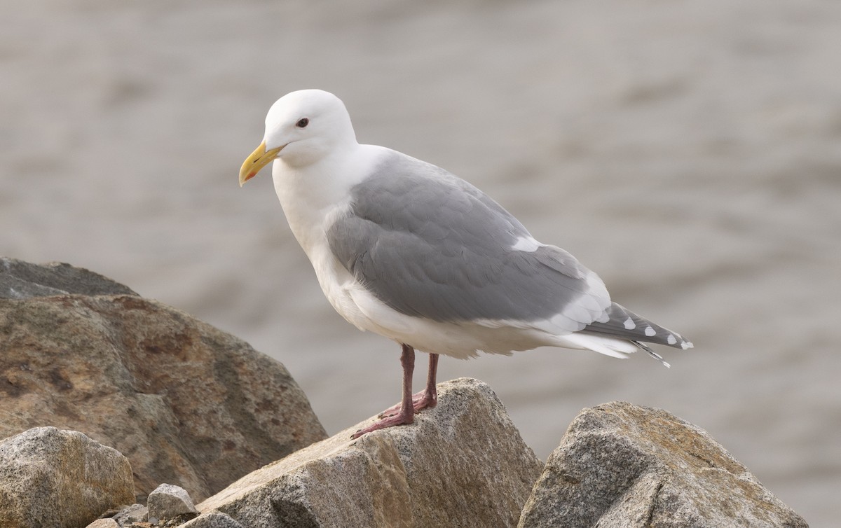 Glaucous-winged Gull - Nick Ramsey