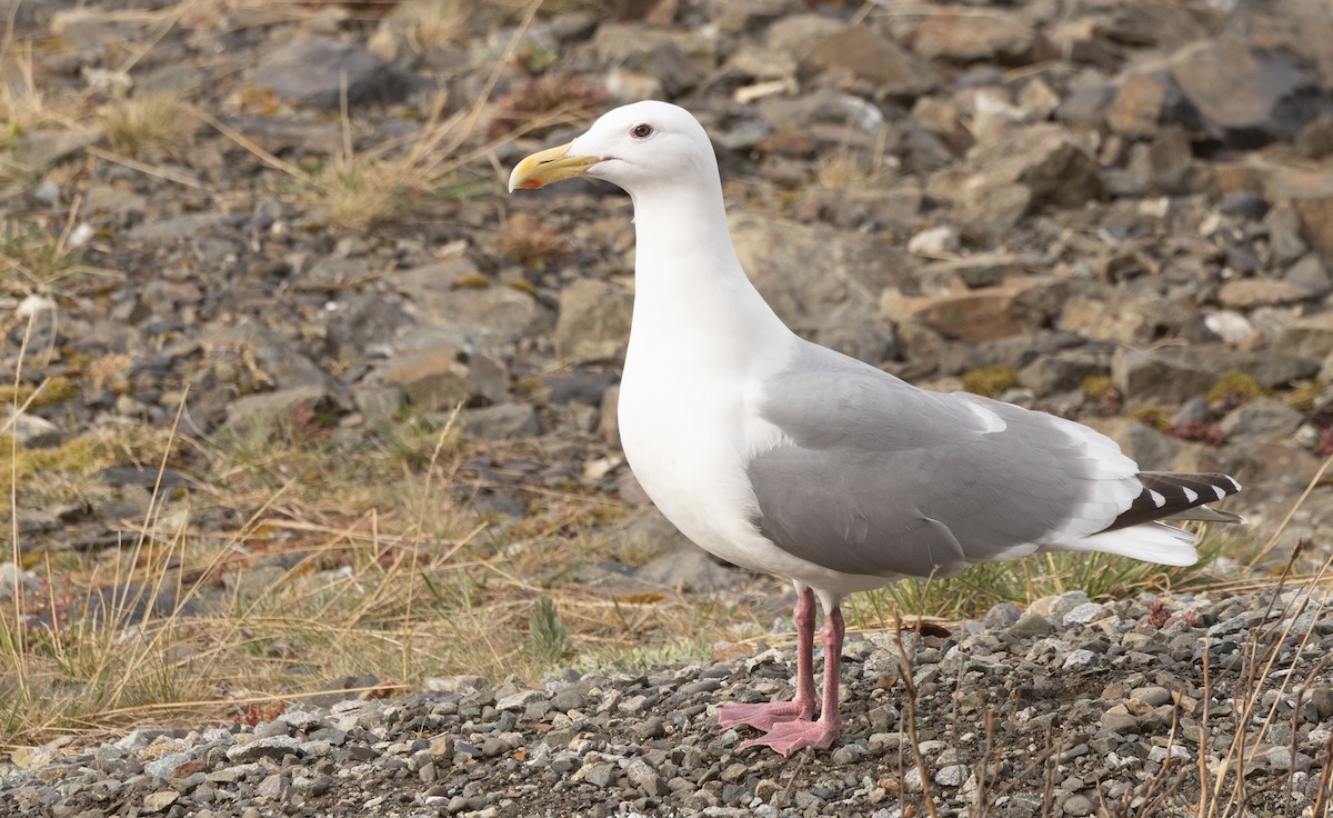 Herring x Glaucous-winged Gull (hybrid) - ML618912654