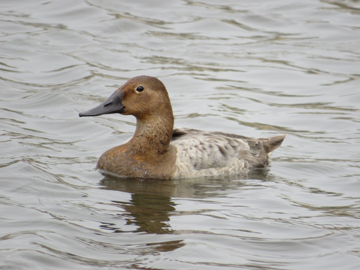 Canvasback - Cliff Long