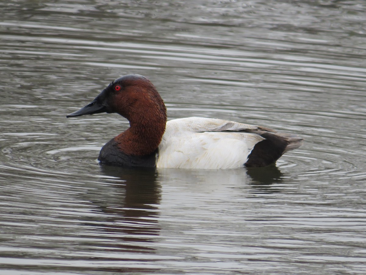 Canvasback - Cliff Long