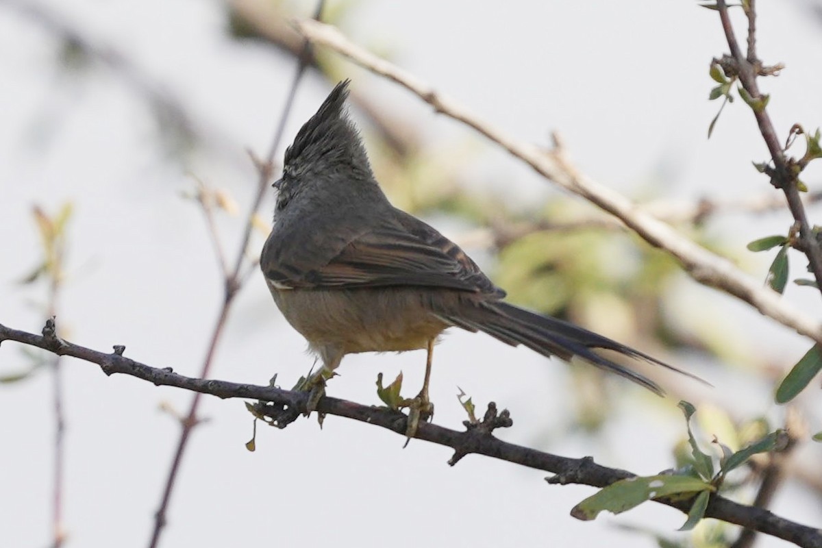 Tufted Tit-Spinetail - ML618912680