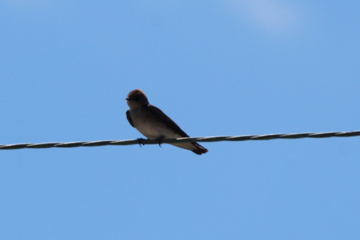 Northern Rough-winged Swallow - Joshua Hedlund