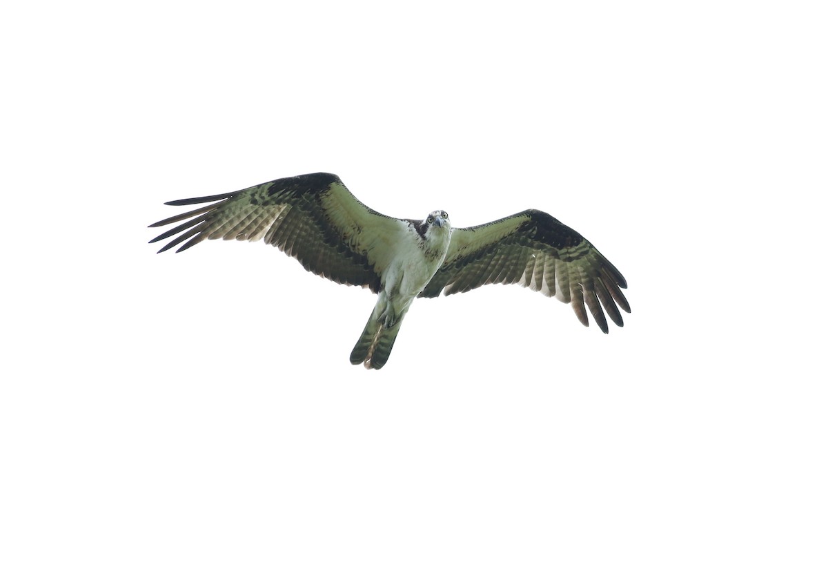 Águila Pescadora (carolinensis) - ML618912713