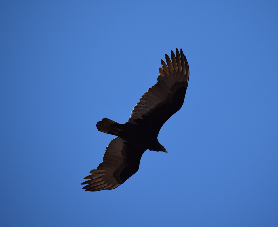 Turkey Vulture - ML618912722