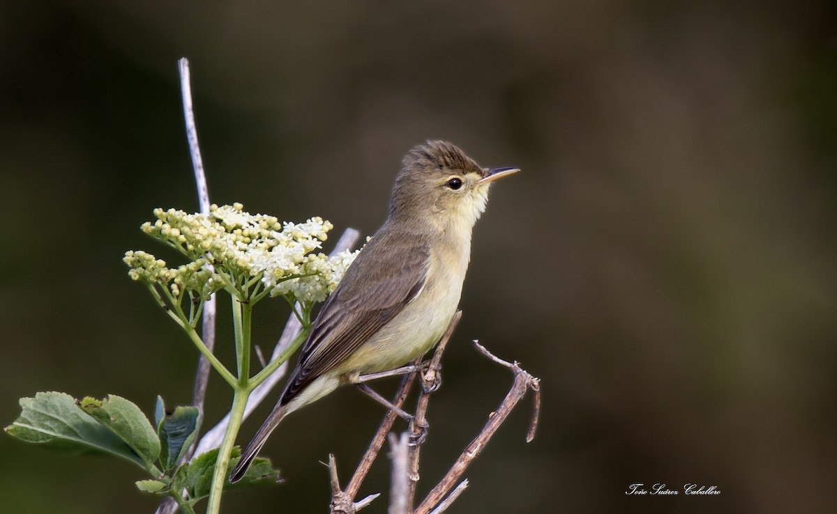 Melodious Warbler - ML618912736