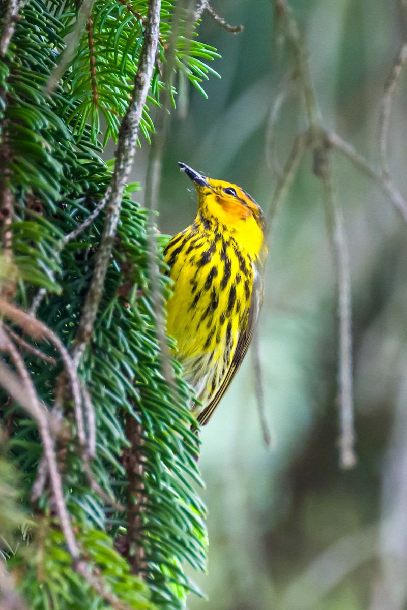 Cape May Warbler - ML618912775