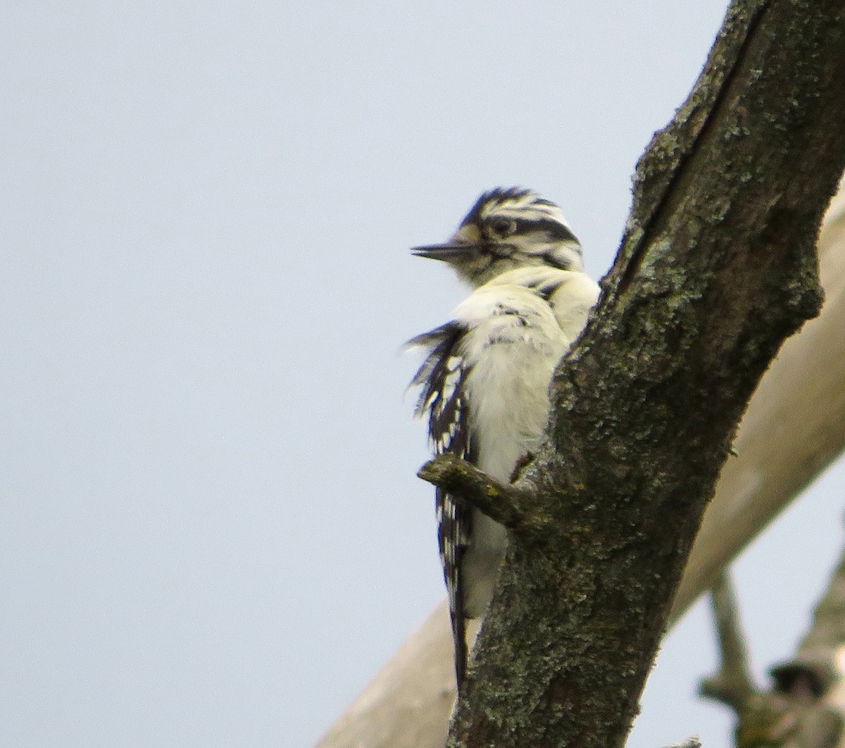 Downy Woodpecker - ML618912813