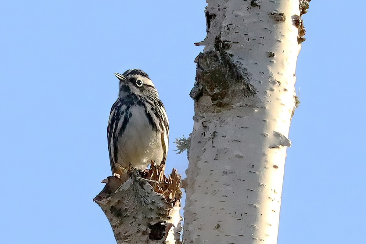 Black-and-white Warbler - ML618912815