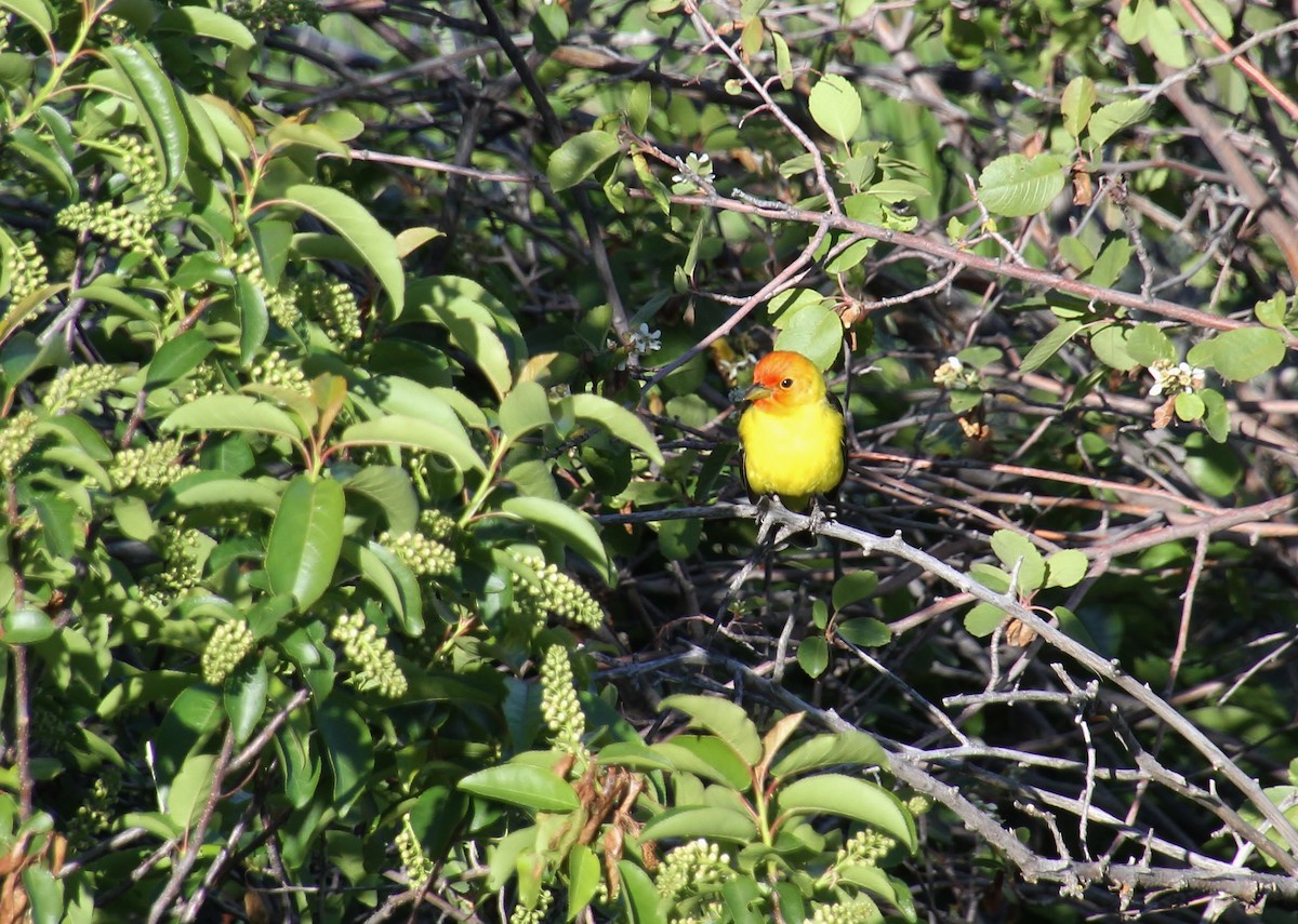 Western Tanager - ML618912835