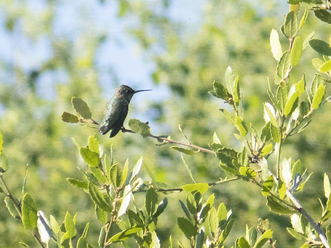 Anna's Hummingbird - ML618912862