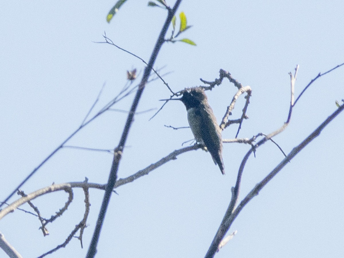 Anna's Hummingbird - ML618912900