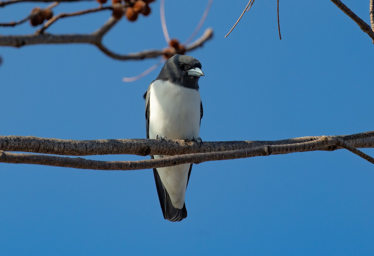 White-breasted Woodswallow - Hickson Fergusson