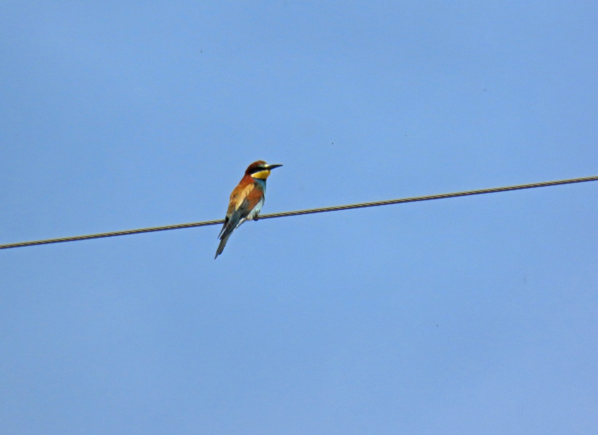 European Bee-eater - ML618913002