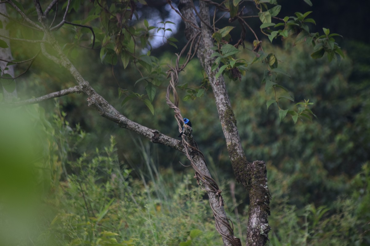 Blue-necked Tanager - ML618913023
