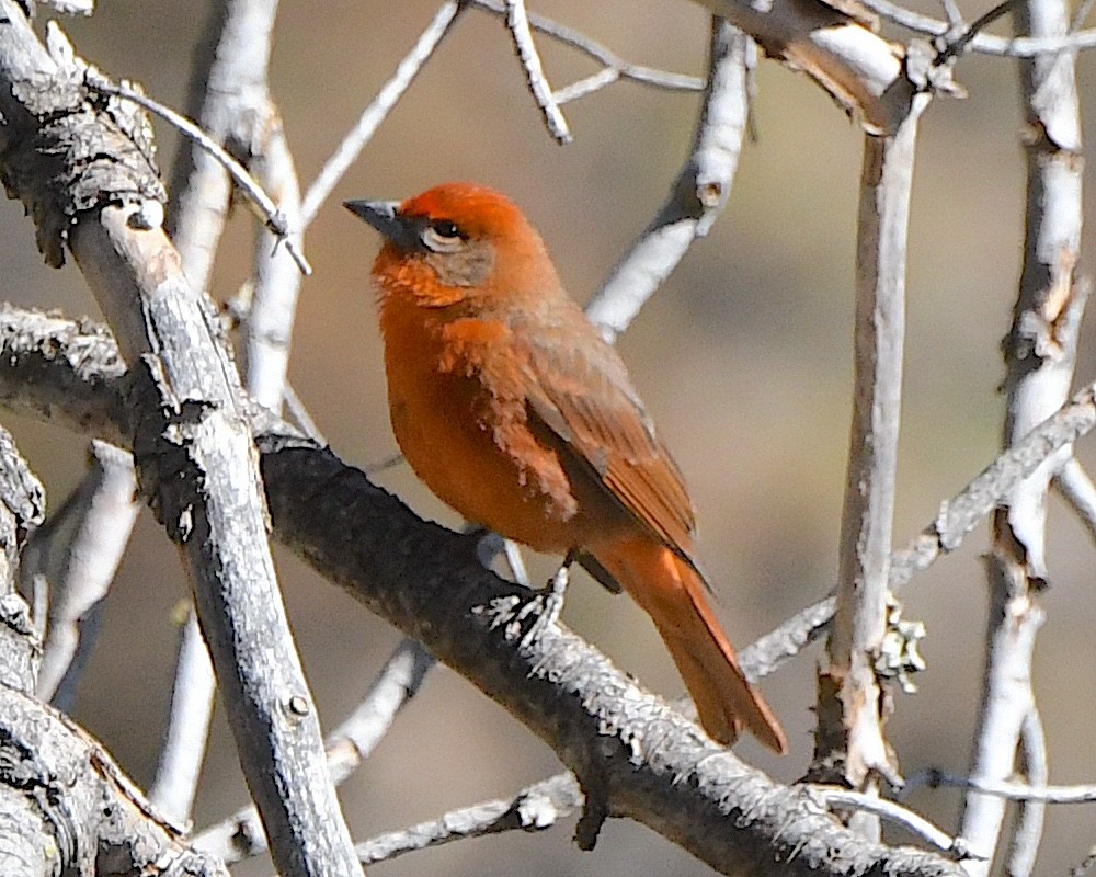 Hepatic Tanager - ML618913029