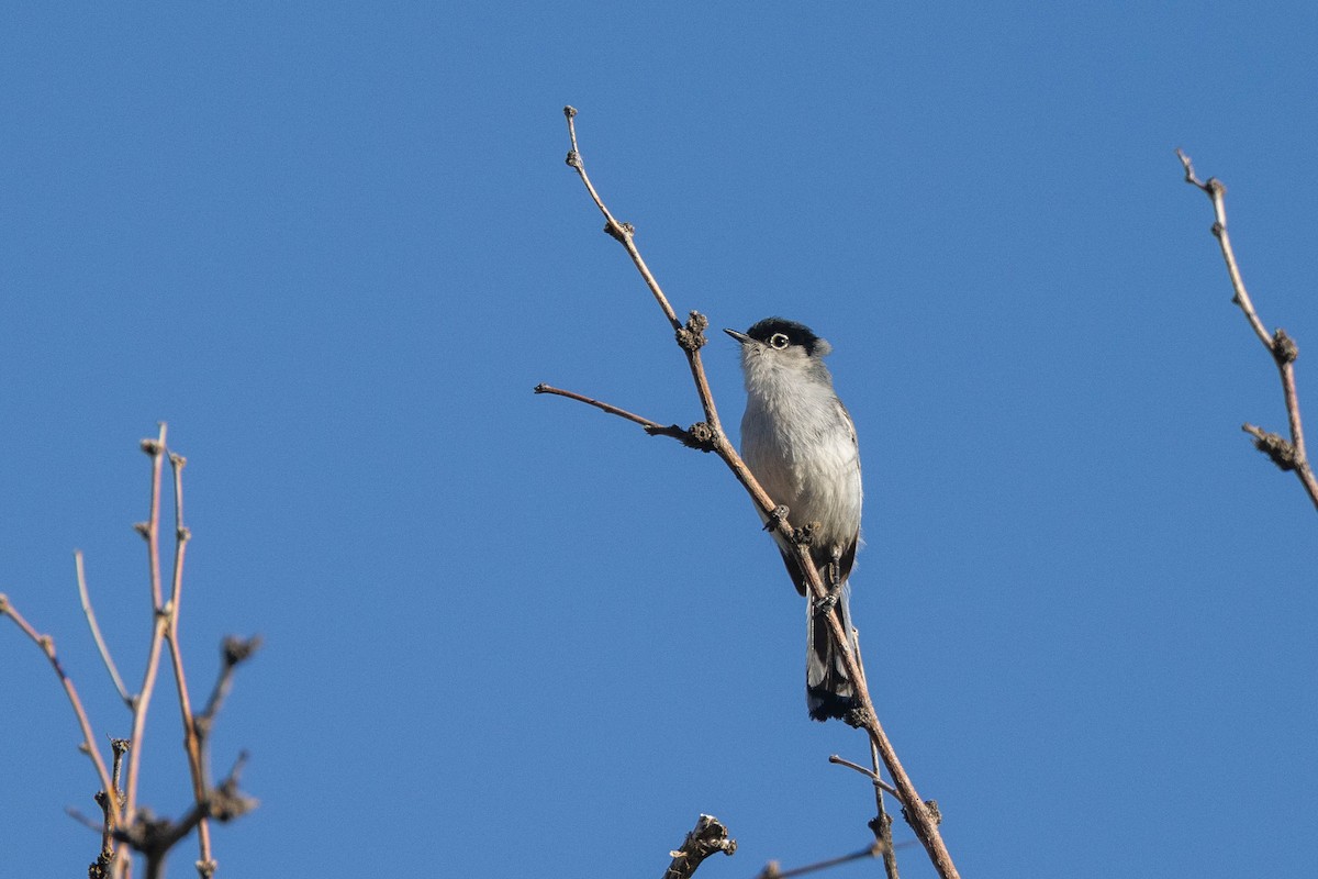 Black-tailed Gnatcatcher - Kenny Younger