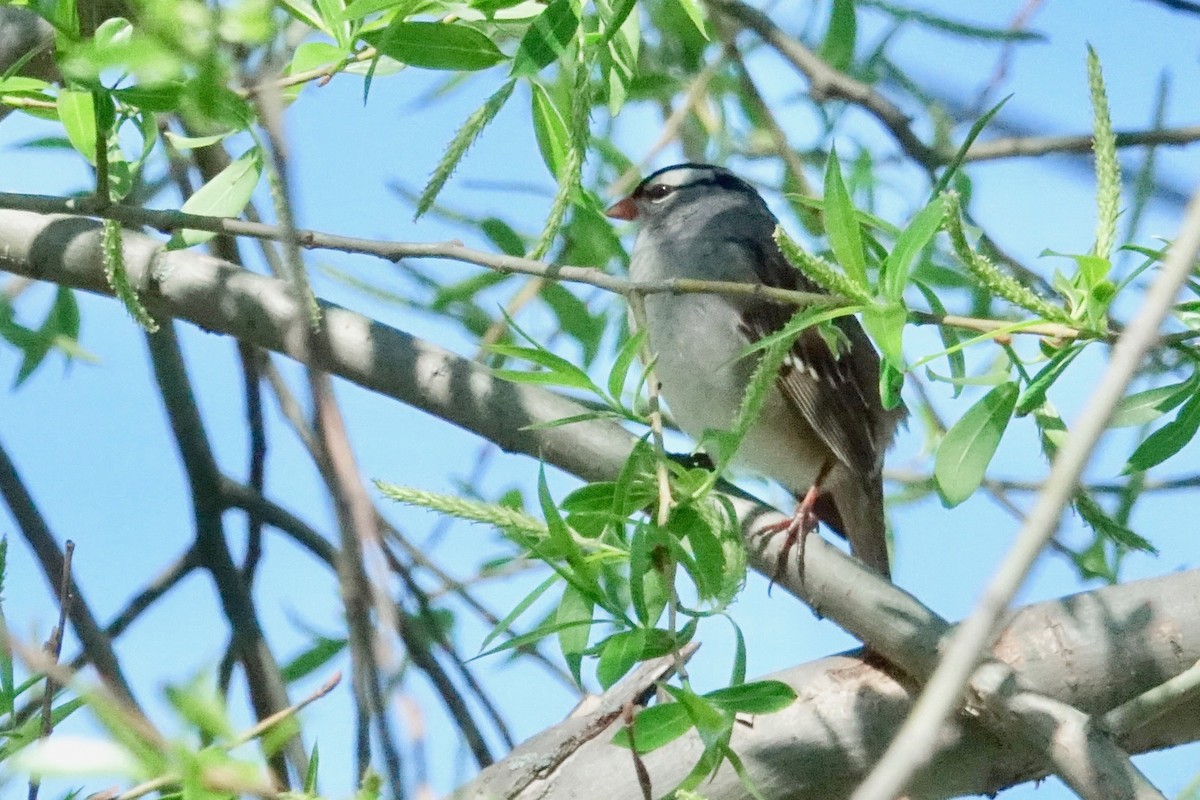 White-crowned Sparrow - Denis Houle