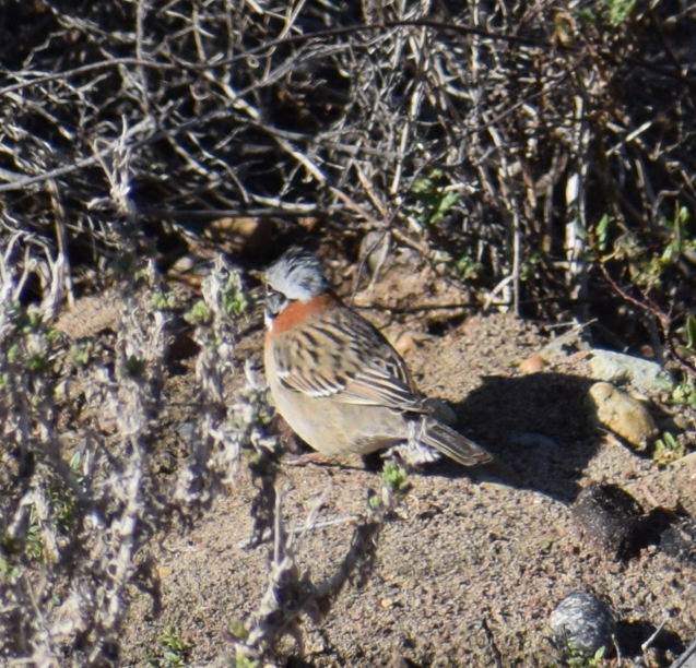 Rufous-collared Sparrow - ML618913139