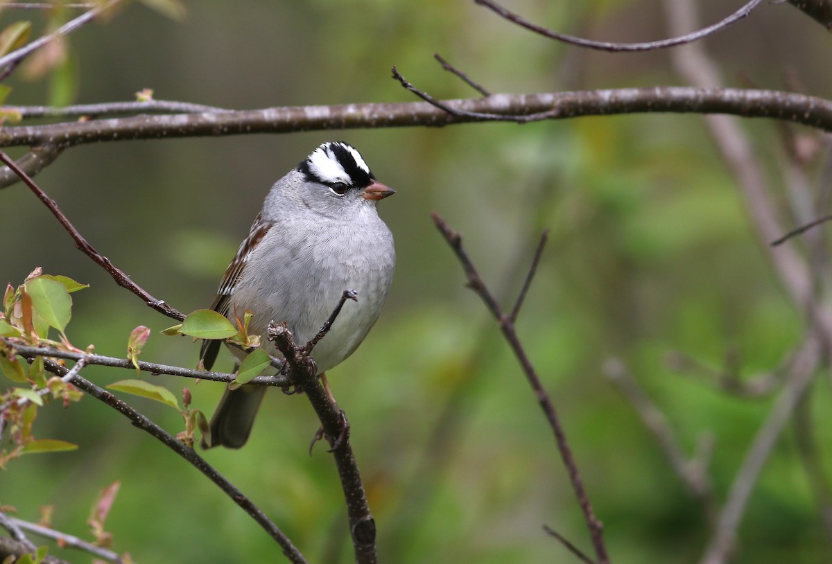 White-crowned Sparrow - ML618913162