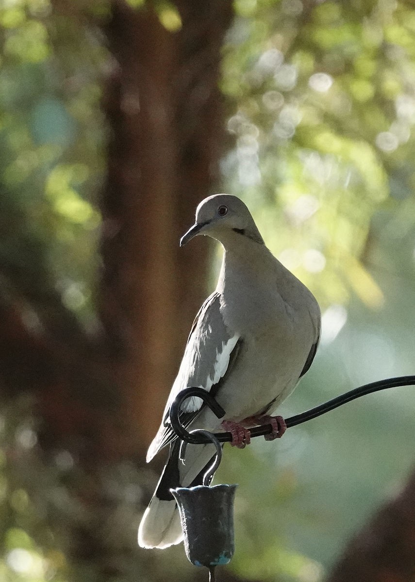 White-winged Dove - ML618913188