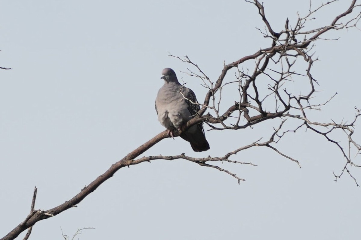 Spot-winged Pigeon - ML618913190