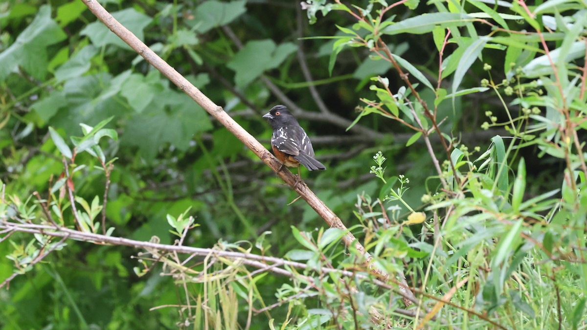 Spotted Towhee - Shawn DOHRING
