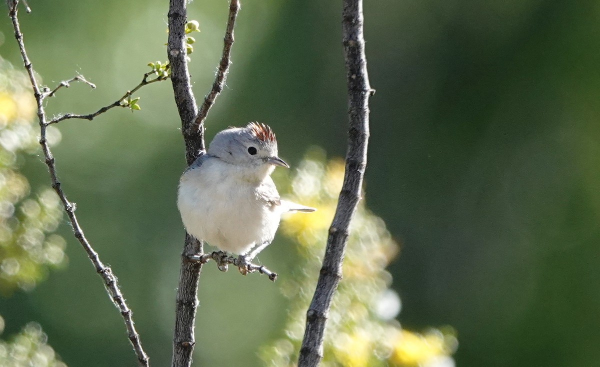 Lucy's Warbler - ML618913206