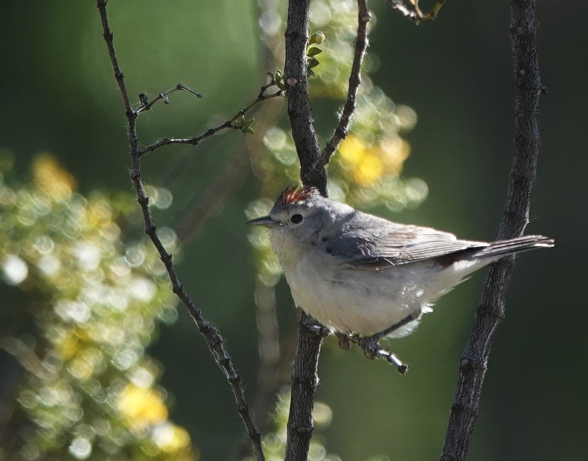 Lucy's Warbler - ML618913218