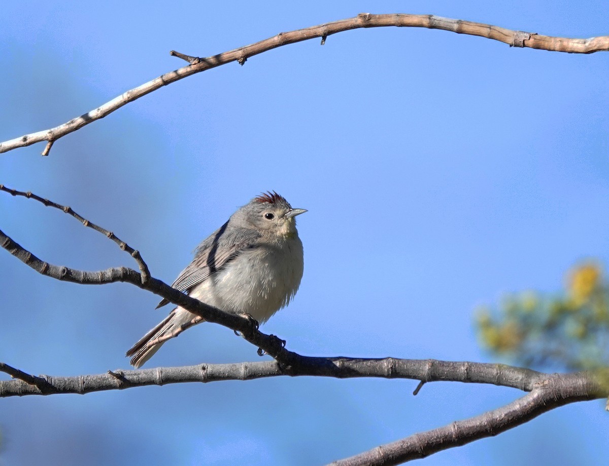 Lucy's Warbler - ML618913235