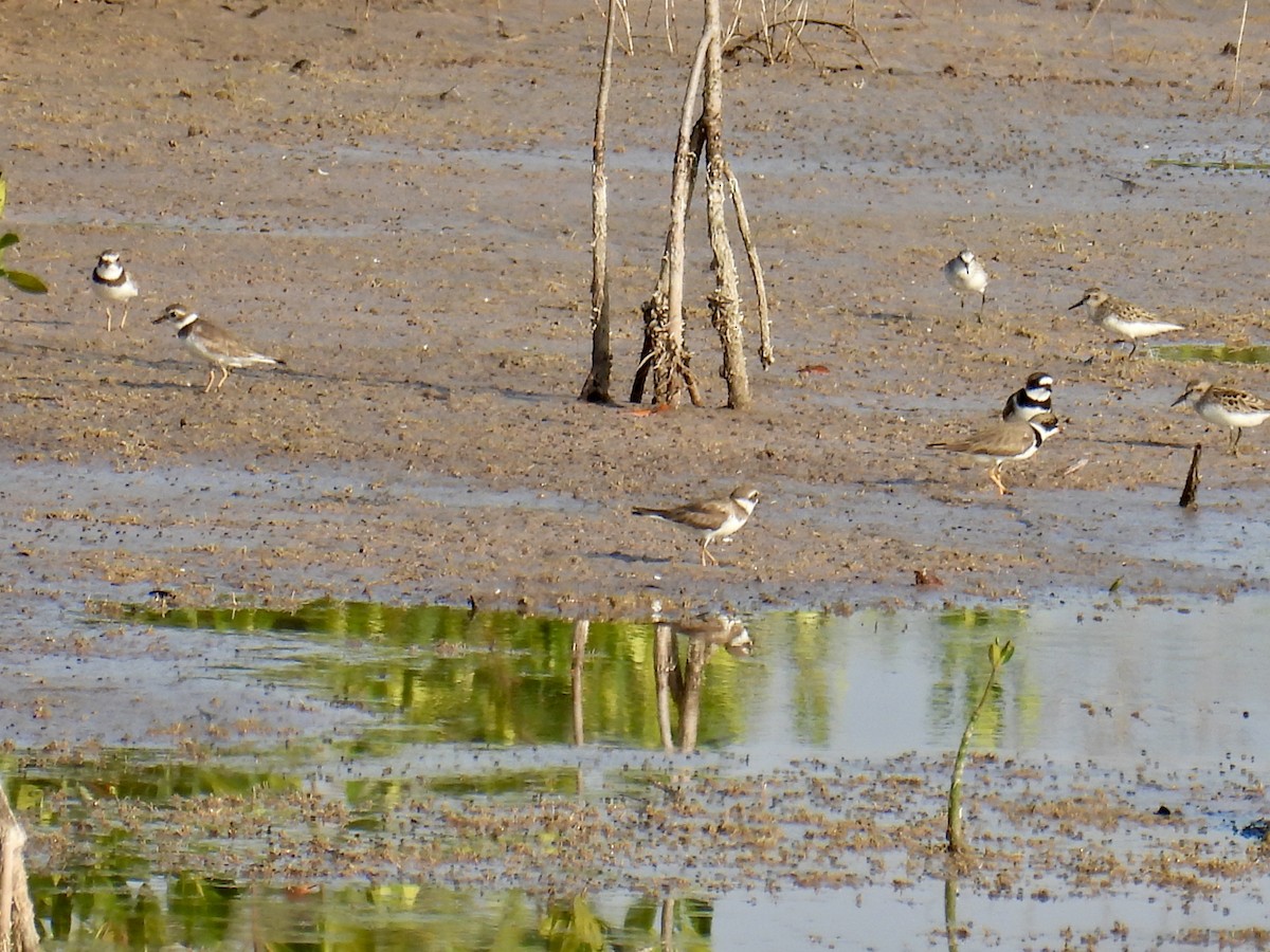 Semipalmated Plover - ML618913242