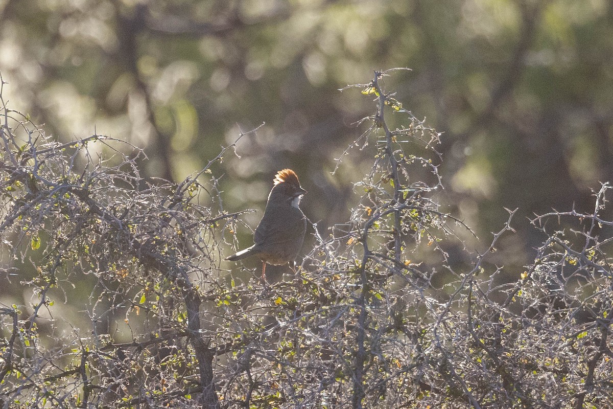 Green-tailed Towhee - Kenny Younger