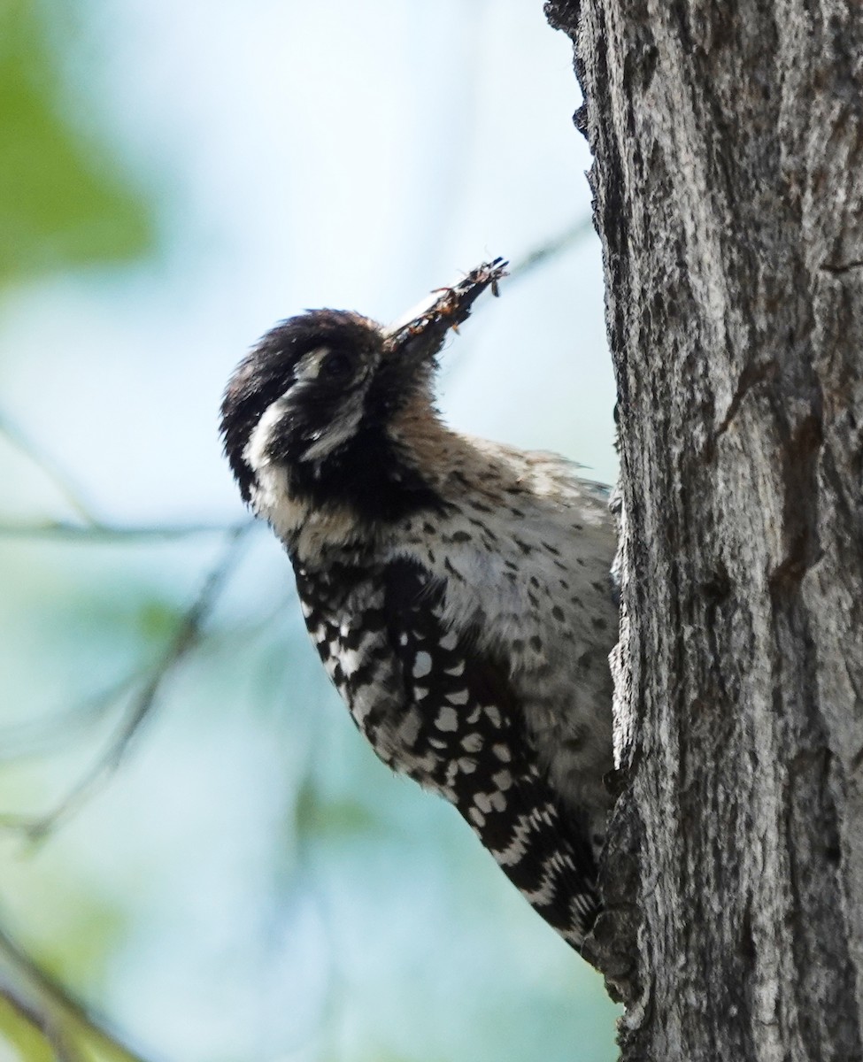 Ladder-backed Woodpecker - Cheryl Carlile