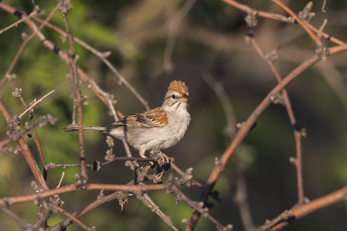 Rufous-winged Sparrow - Kenny Younger